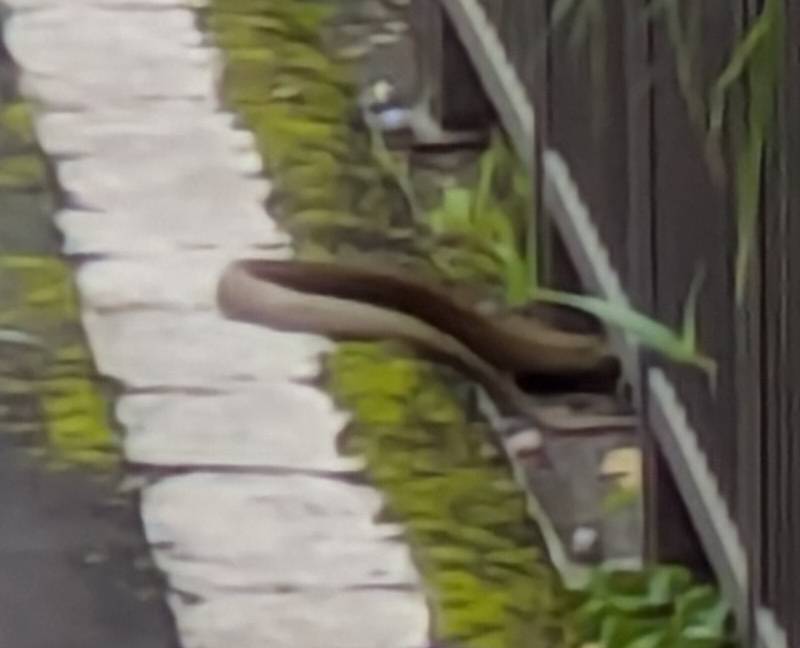 This snake slithered off the cycle path the moment I got my camera out. Taipei, 16 Apr 2026.