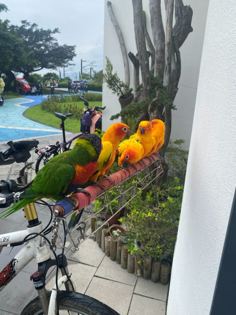 Parrots on a bicycle handlebar, including one Australian Rainbow Lorikeet