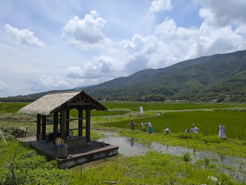 Scarecrows in the rice field, 20 April 2026