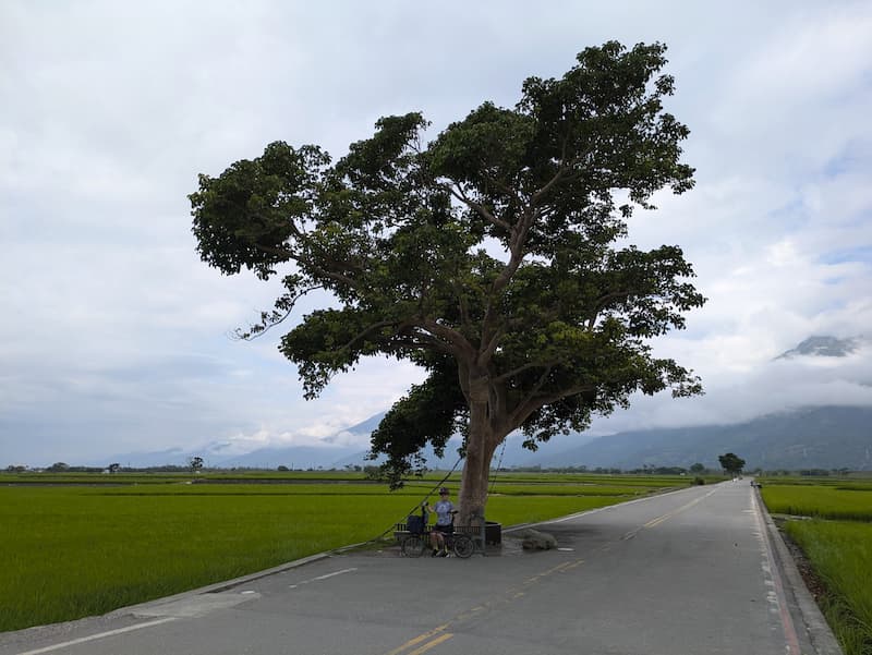 Takeshi Kaneshiro Tree, near Chishang, 21 April 2026